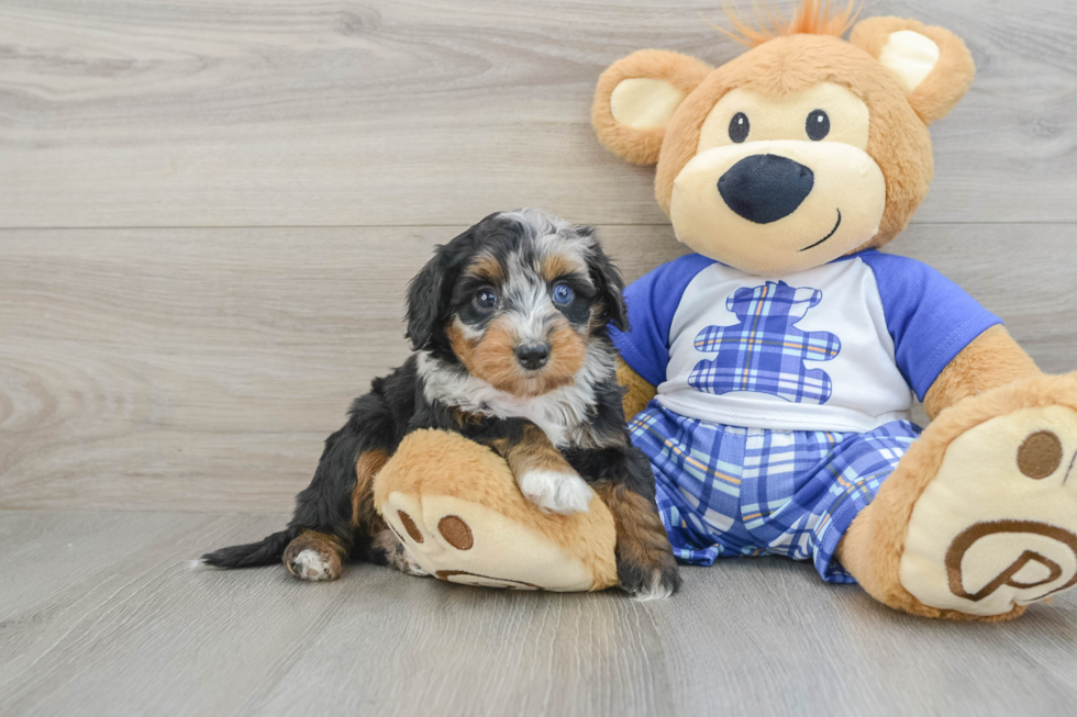 Energetic Mini Bernadoodle Poodle Mix Puppy