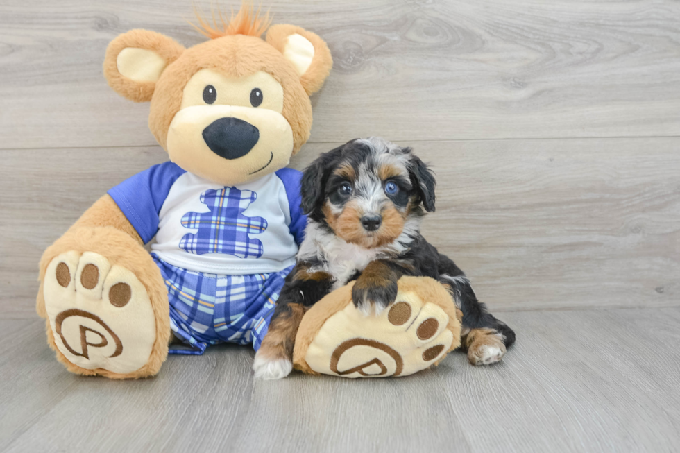 Sweet Mini Bernedoodle Baby