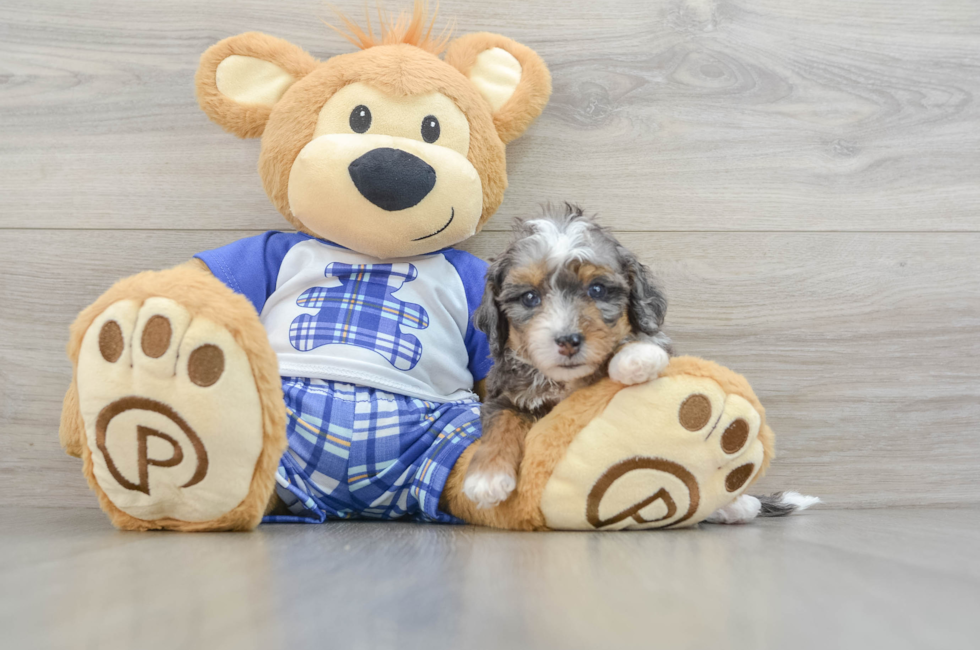 5 week old Mini Bernedoodle Puppy For Sale - Premier Pups