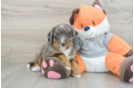 Mini Bernedoodle Puppy for Adoption
