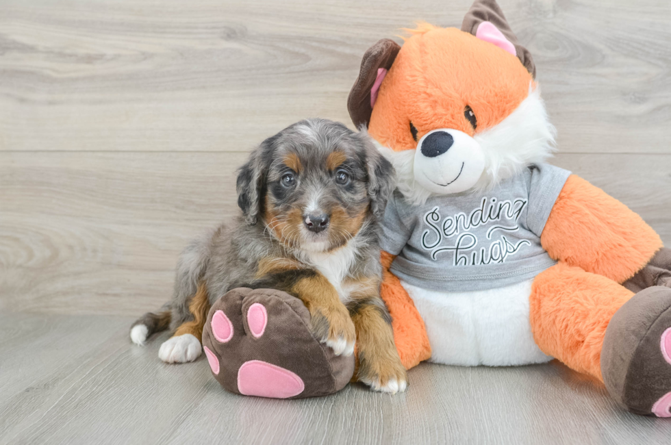 5 week old Mini Bernedoodle Puppy For Sale - Premier Pups
