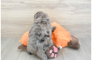 Funny Mini Bernedoodle Poodle Mix Pup