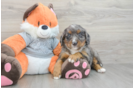 Funny Mini Bernedoodle Poodle Mix Pup