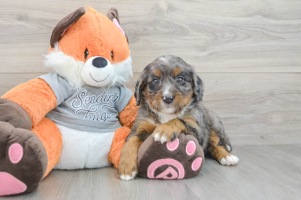Funny Mini Bernedoodle Poodle Mix Pup