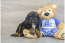 Small Mini Bernedoodle Baby
