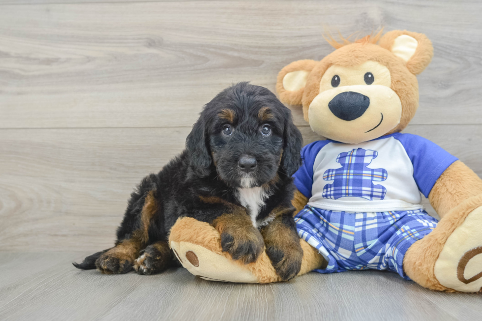 Small Mini Bernedoodle Baby