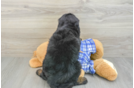 Mini Bernedoodle Pup Being Cute