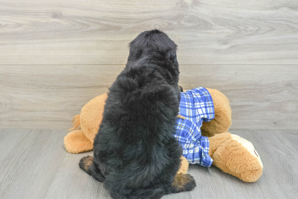 Mini Bernedoodle Pup Being Cute