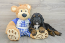 Petite Mini Bernedoodle Poodle Mix Pup