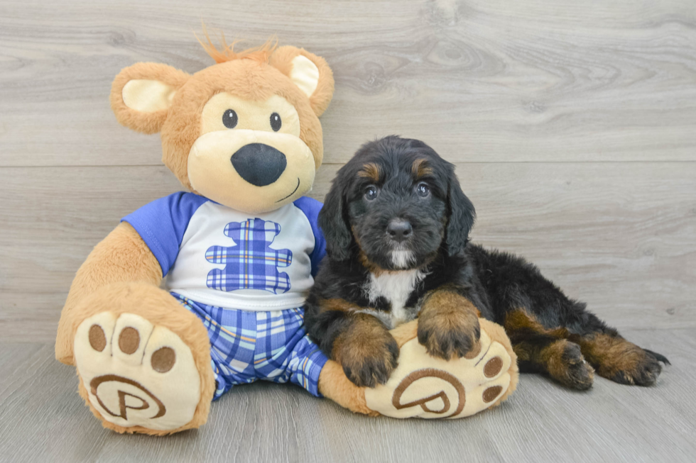 Petite Mini Bernedoodle Poodle Mix Pup