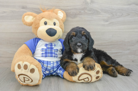 Petite Mini Bernedoodle Poodle Mix Pup