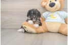 Energetic Mini Bernepoo Poodle Mix Puppy