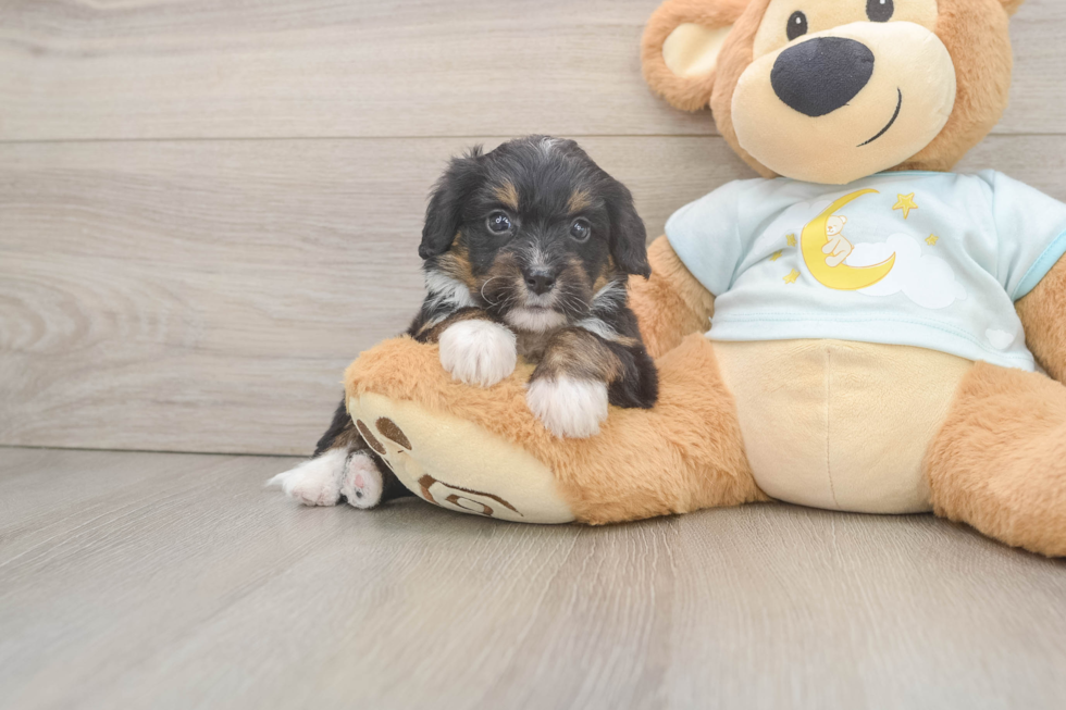 Energetic Mini Bernepoo Poodle Mix Puppy