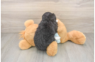 Hypoallergenic Mini Bernesedoodle Poodle Mix Puppy