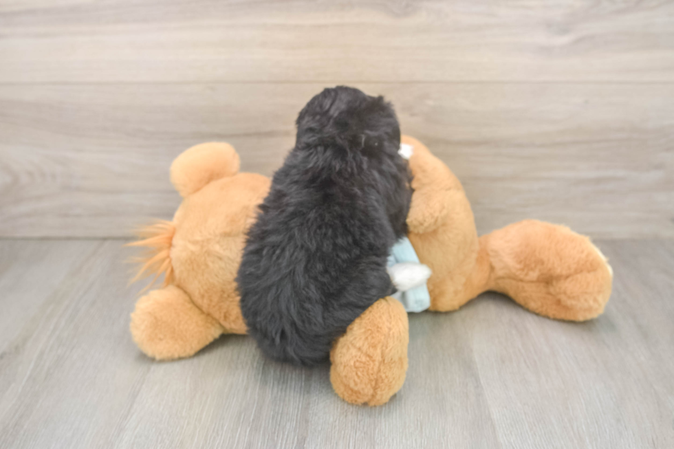 Hypoallergenic Mini Bernesedoodle Poodle Mix Puppy