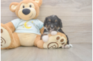 Mini Bernedoodle Pup Being Cute