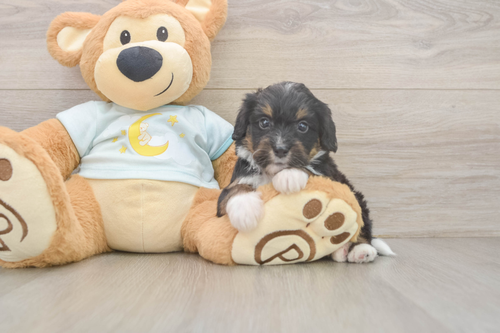 Mini Bernedoodle Pup Being Cute
