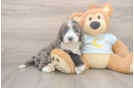 Energetic Mini Bernesedoodle Poodle Mix Puppy