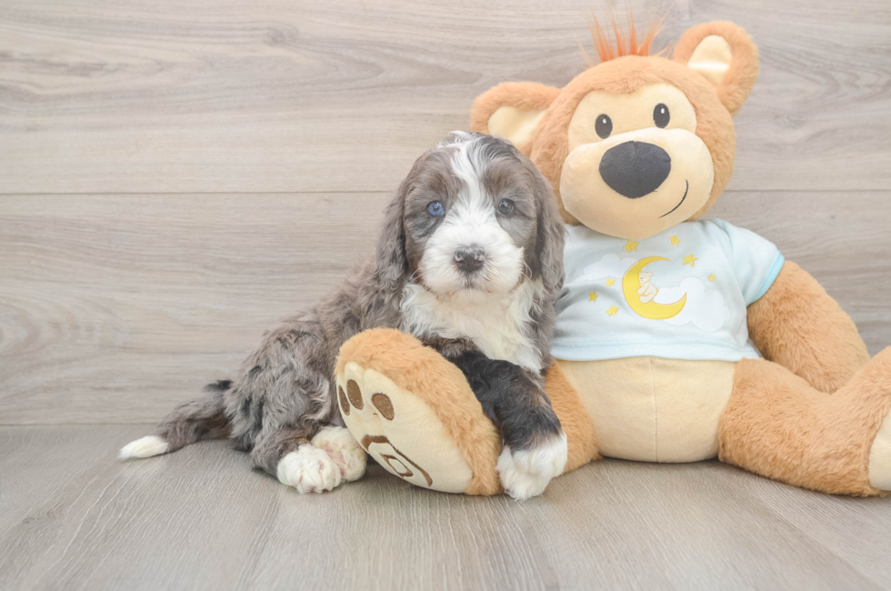 5 week old Mini Bernedoodle Puppy For Sale - Premier Pups