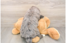 Best Mini Bernedoodle Baby
