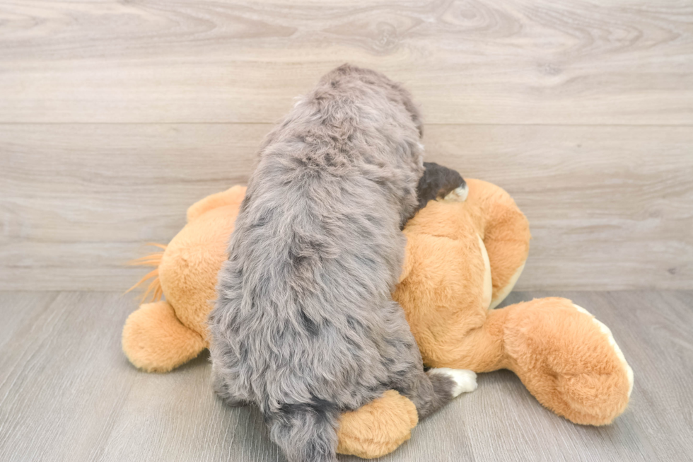 Best Mini Bernedoodle Baby