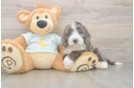 Cute Mini Bernedoodle Baby