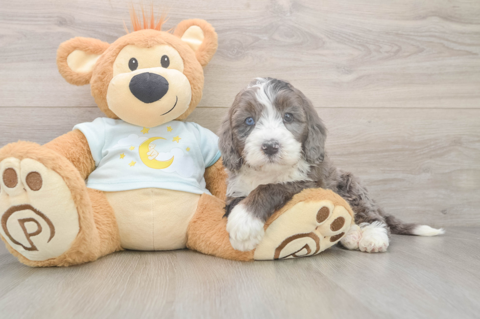 Cute Mini Bernedoodle Baby