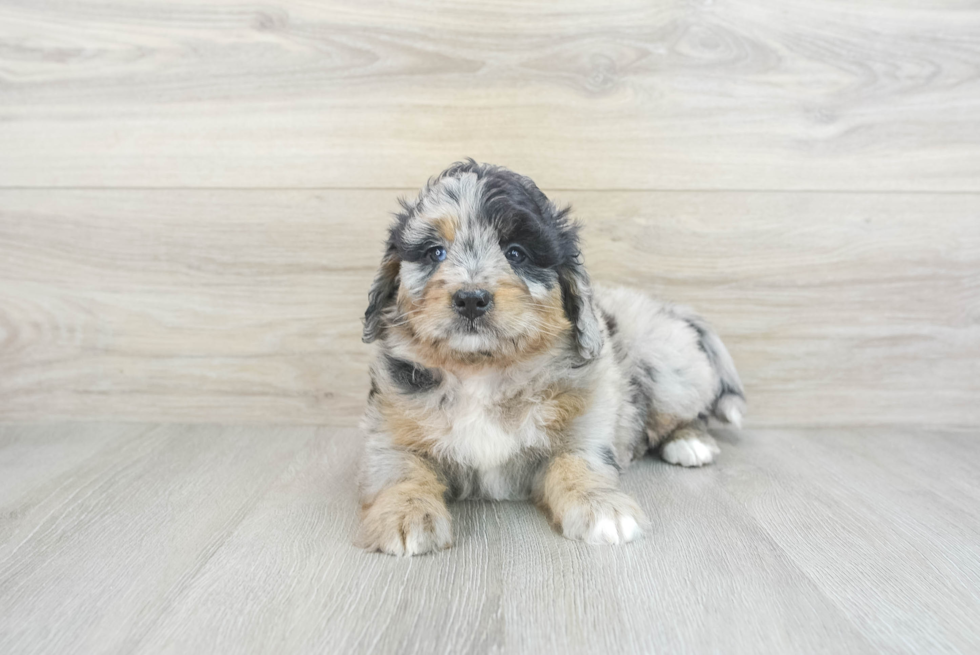 Adorable Mini Berniedoodle Poodle Mix Puppy