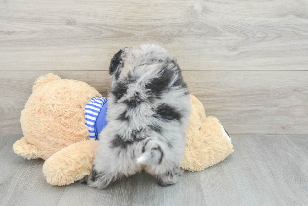 Cute Mini Bernedoodle Baby