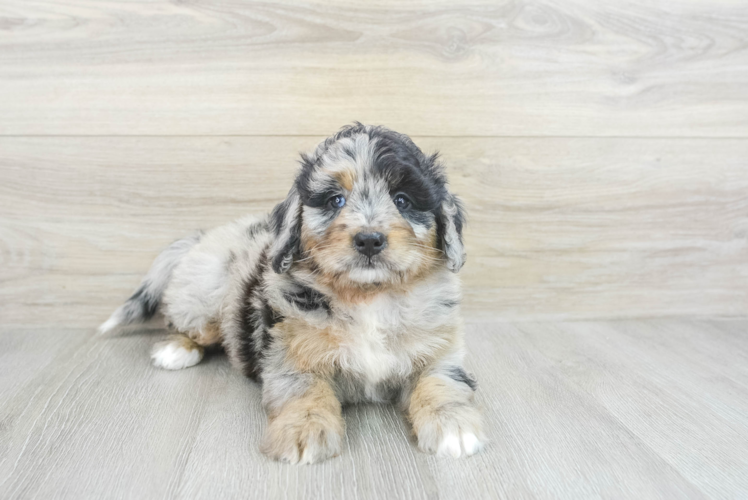 Best Mini Bernedoodle Baby