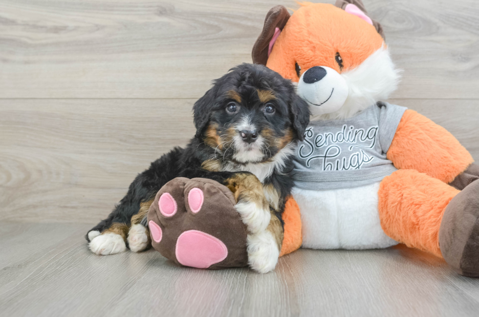 5 week old Mini Bernedoodle Puppy For Sale - Premier Pups