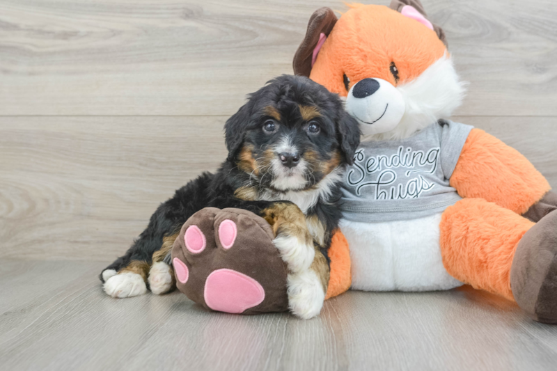 Meet Fudge - our Mini Bernedoodle Puppy Photo 1/3 - Premier Pups