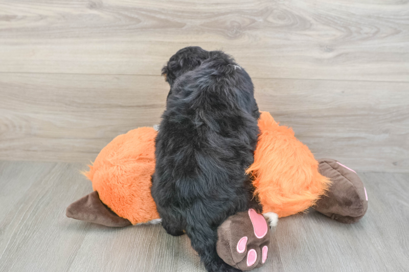Meet Fudge - our Mini Bernedoodle Puppy Photo 2/3 - Premier Pups