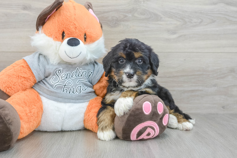 Meet Fudge - our Mini Bernedoodle Puppy Photo 3/3 - Premier Pups