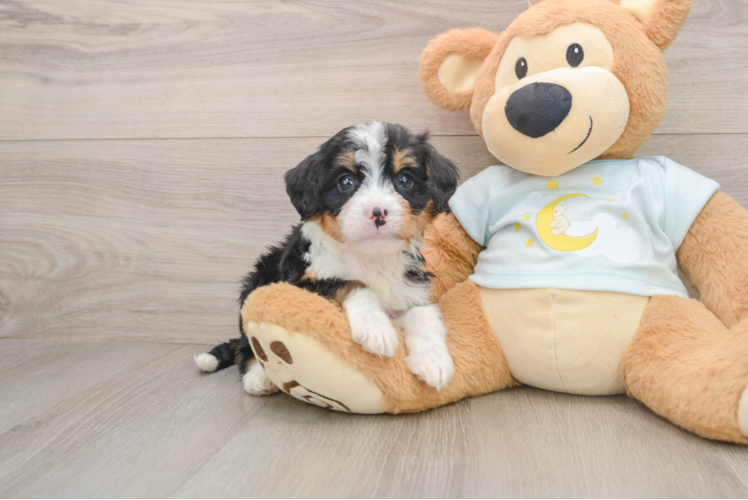 Mini Bernedoodle Pup Being Cute