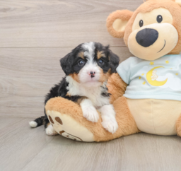 7 week old Mini Bernedoodle Puppy For Sale - Premier Pups
