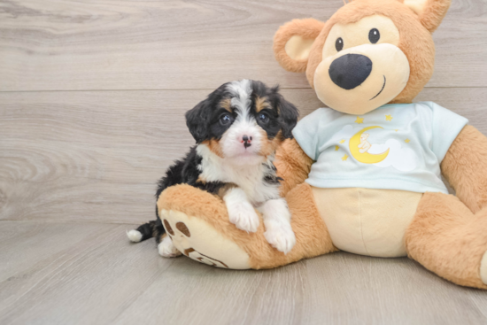 Mini Bernedoodle Pup Being Cute