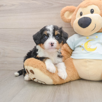 Mini Bernedoodle Pup Being Cute