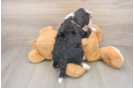 Smart Mini Bernedoodle Poodle Mix Pup