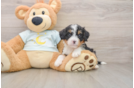 Best Mini Bernedoodle Baby