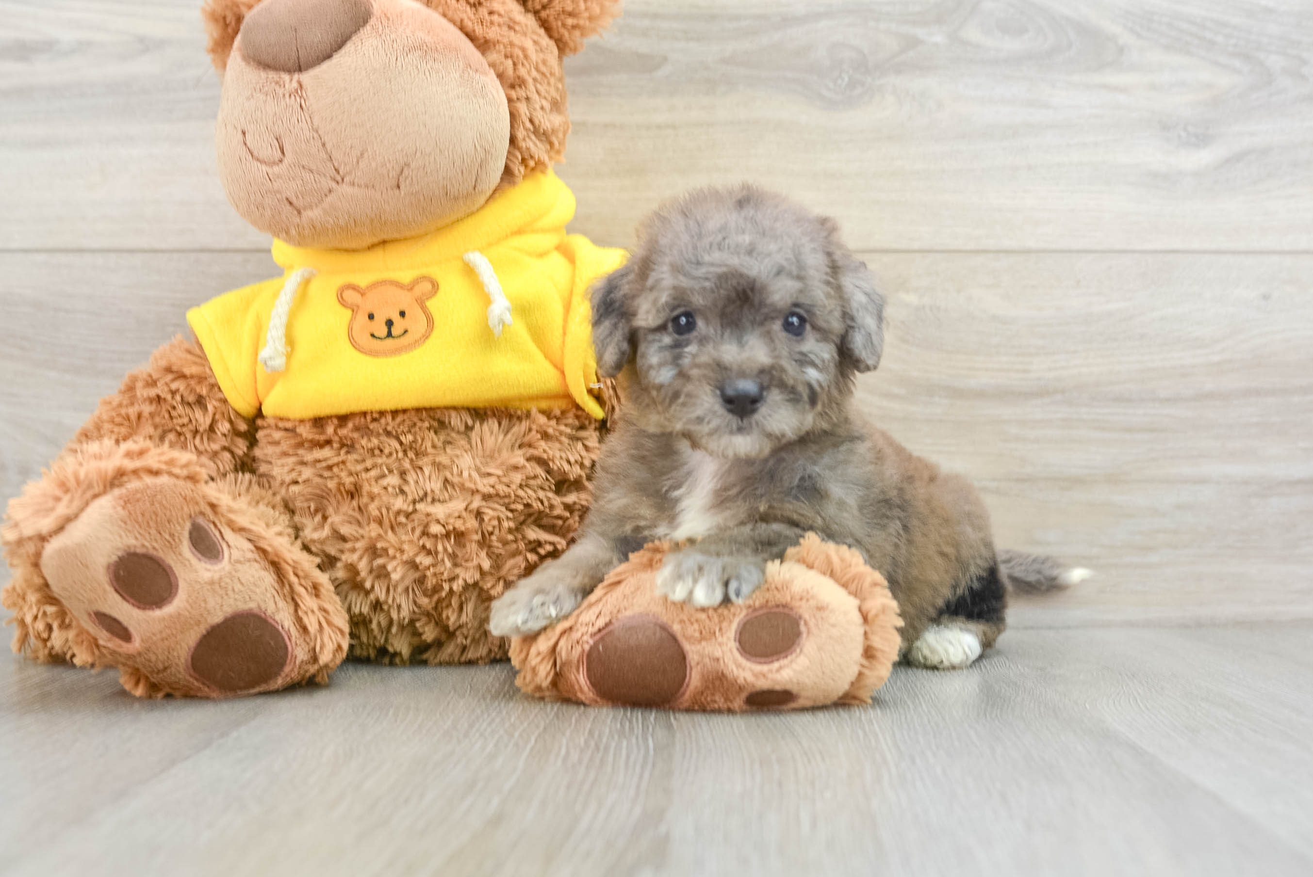 Best Mini Bernedoodle Baby