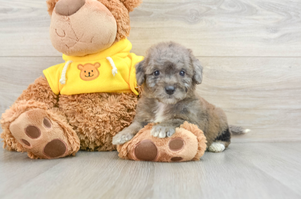 9 week old Mini Bernedoodle Puppy For Sale - Premier Pups