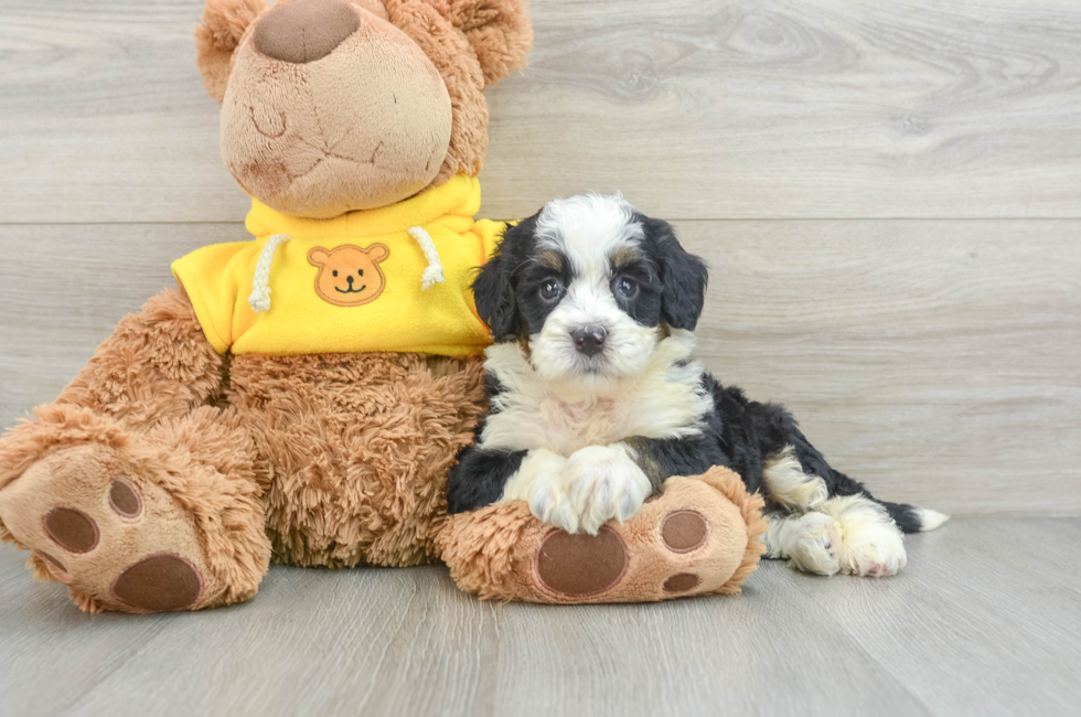 6 week old Mini Bernedoodle Puppy For Sale - Premier Pups