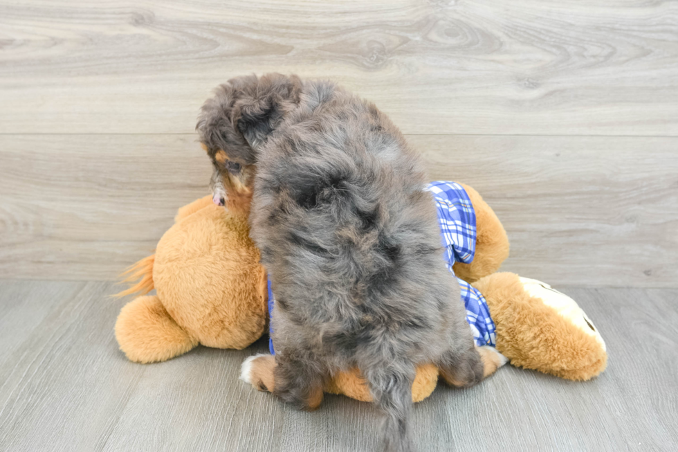 Mini Bernedoodle Puppy for Adoption