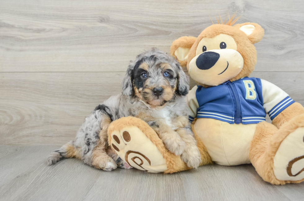 6 week old Mini Bernedoodle Puppy For Sale - Premier Pups