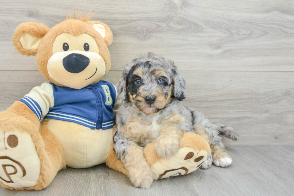 Happy Mini Bernedoodle Baby