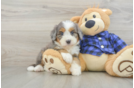 Friendly Mini Bernedoodle Baby