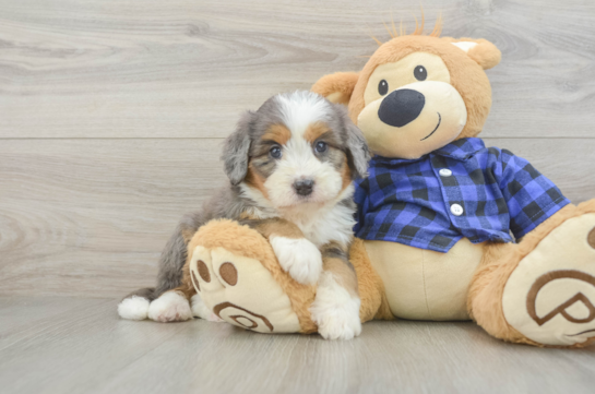 Friendly Mini Bernedoodle Baby