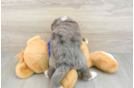 Friendly Mini Bernedoodle Baby