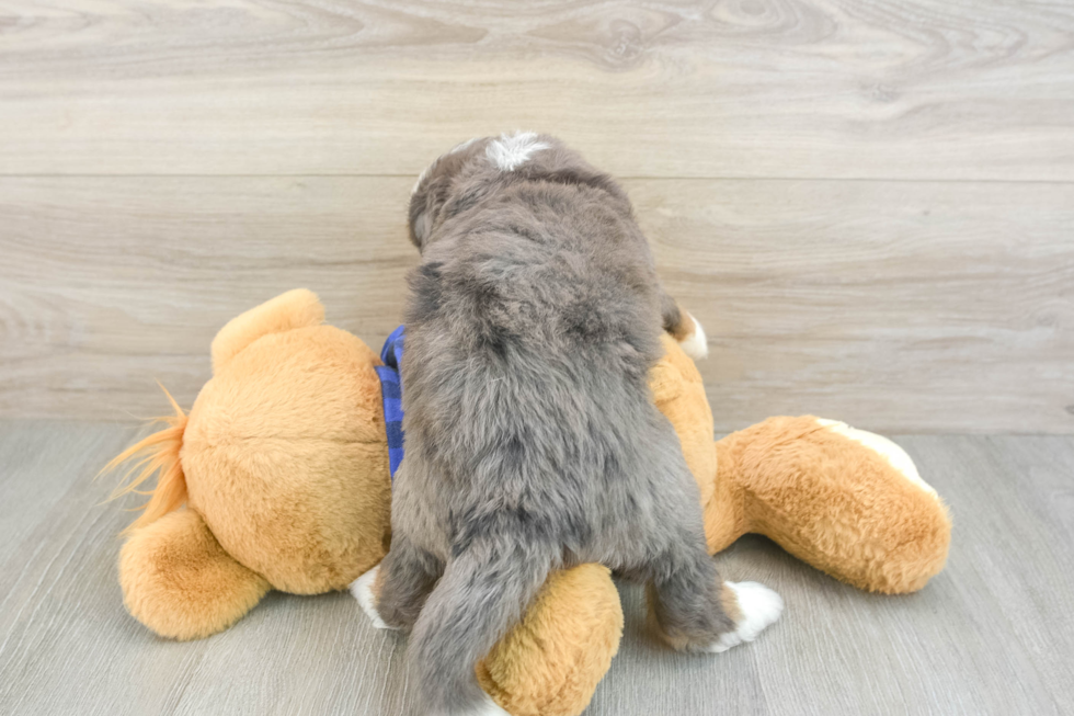 Friendly Mini Bernedoodle Baby